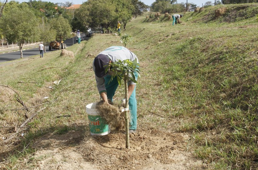DIA DO MEIO AMBIENTE TERÁ PLANTIO DE ÁRVORES EM JAGUARIÚNA