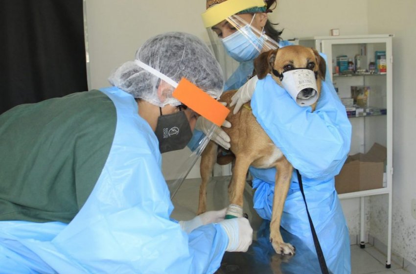 PREFEITURA DE JAGUARIÚNA INICIA ‘CENSO ANIMAL’ INÉDITO PARA CONTAGEM E IDENTIFICAÇÃO DE PETS NA CIDADE