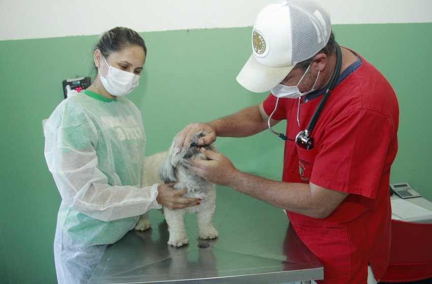 PREFEITURA DE JAGUARIÚNA REALIZA 1.236 CASTRAÇÕES DE ANIMAIS EM 2021 E TEMPO DE ESPERA CAI PARA 45 DIAS