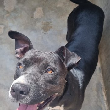ANIMAL PARA ADOÇÃO UVZ JAGUARIÚNA
