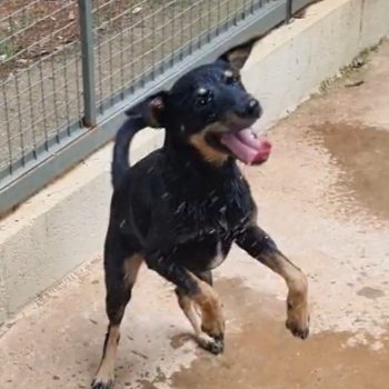 ANIMAL PARA ADOÇÃO UVZ JAGUARIÚNA