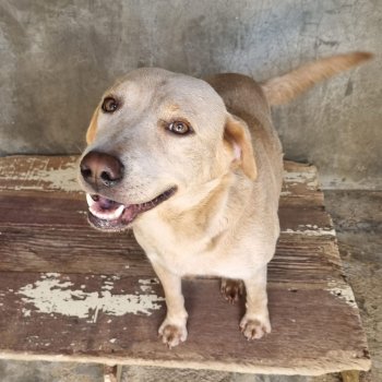 ANIMAL PARA ADOÇÃO UVZ JAGUARIÚNA