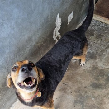 ANIMAL PARA ADOÇÃO UVZ JAGUARIÚNA