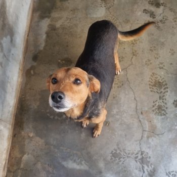 ANIMAL PARA ADOÇÃO UVZ JAGUARIÚNA